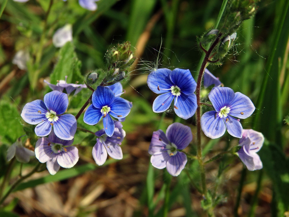 Rozrazil rezekvítek (Veronica chamaedrys L.)