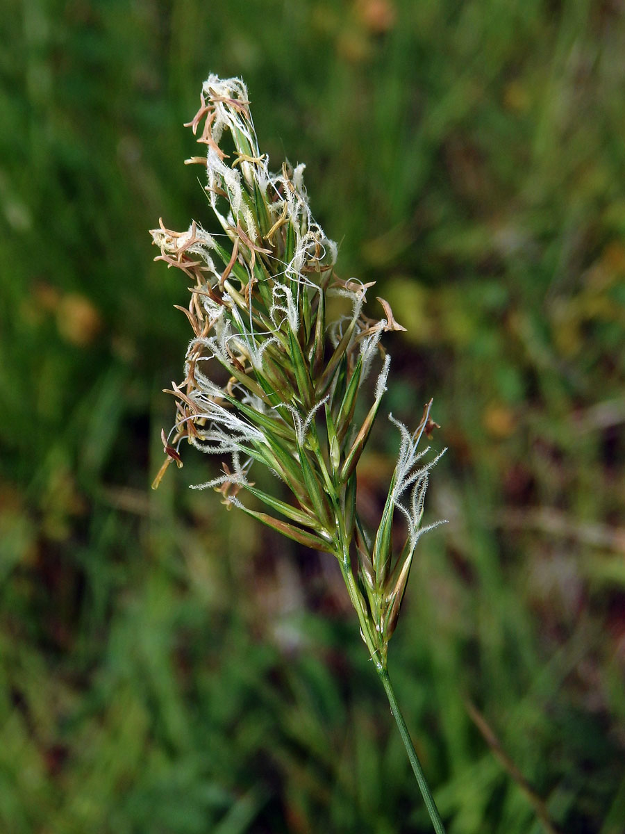 Tomka vonná (Anthoxanthum odoratum L.)