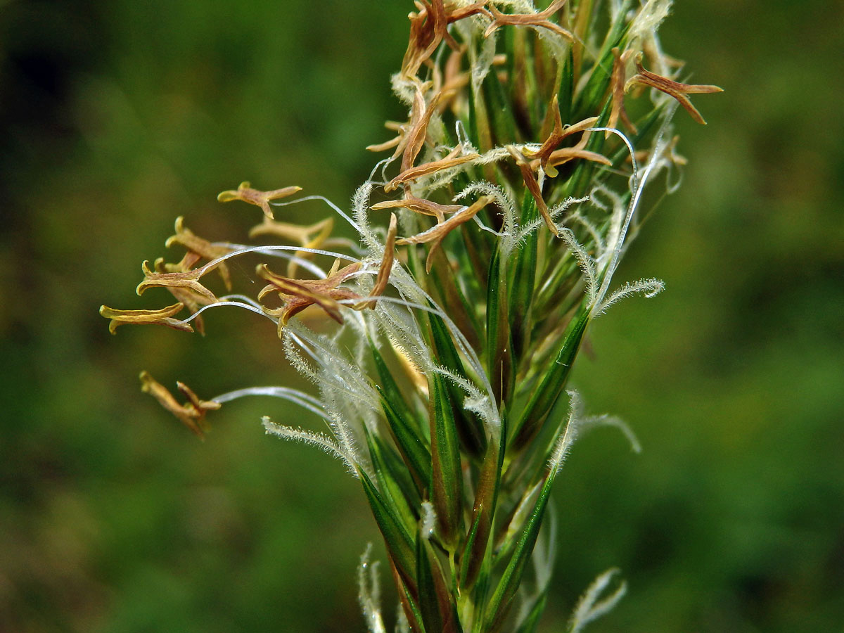 Tomka vonná (Anthoxanthum odoratum L.)