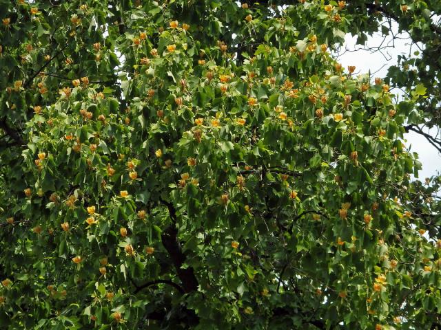 Liliovník tulipánokvětý (Liliodendron tulipifera L.)