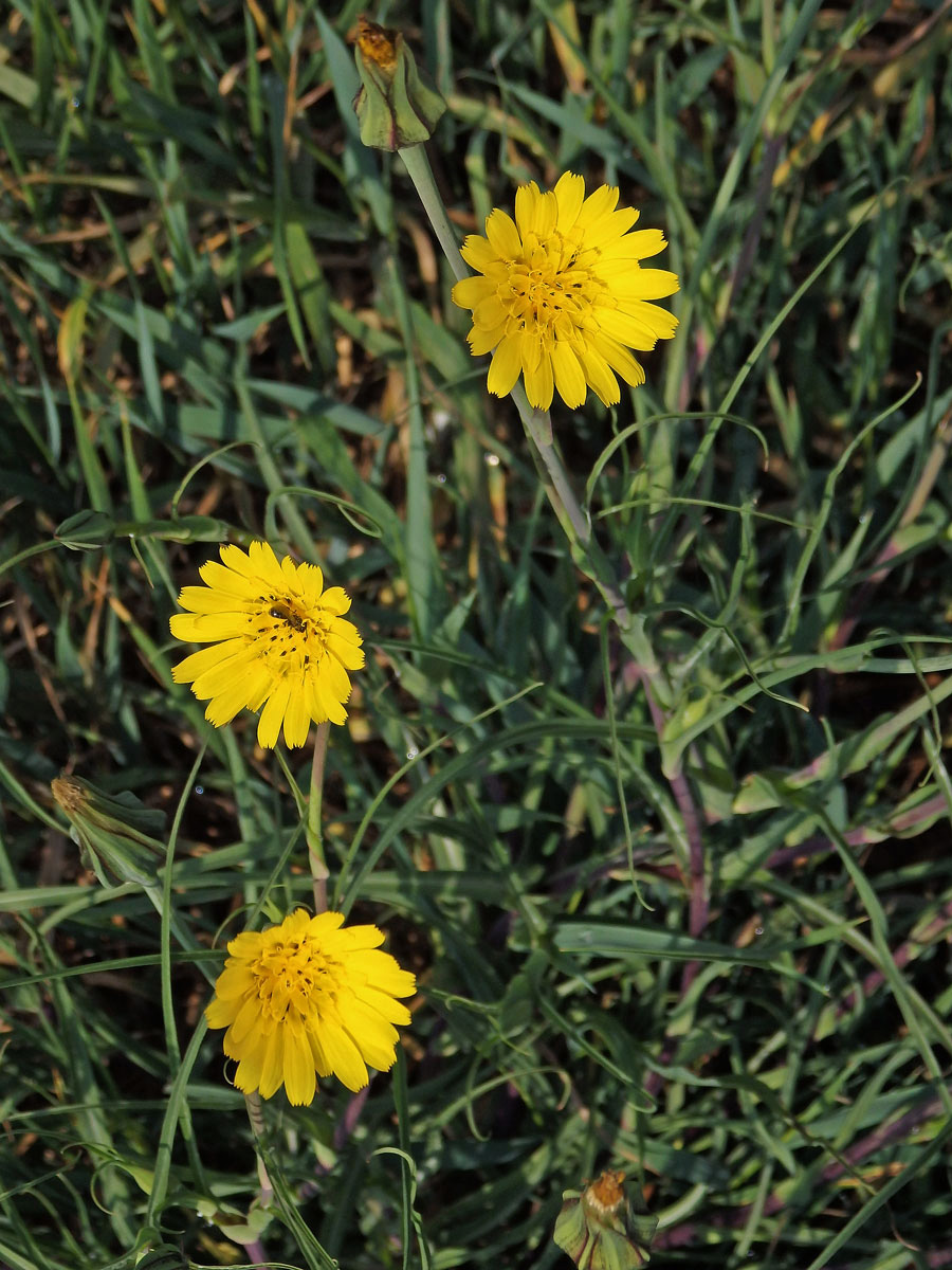 Kozí brada luční (Tragopogon pratensis L.)