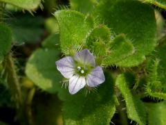 Rozrazil břečťanolistý (Veronica hederifolia  L.)