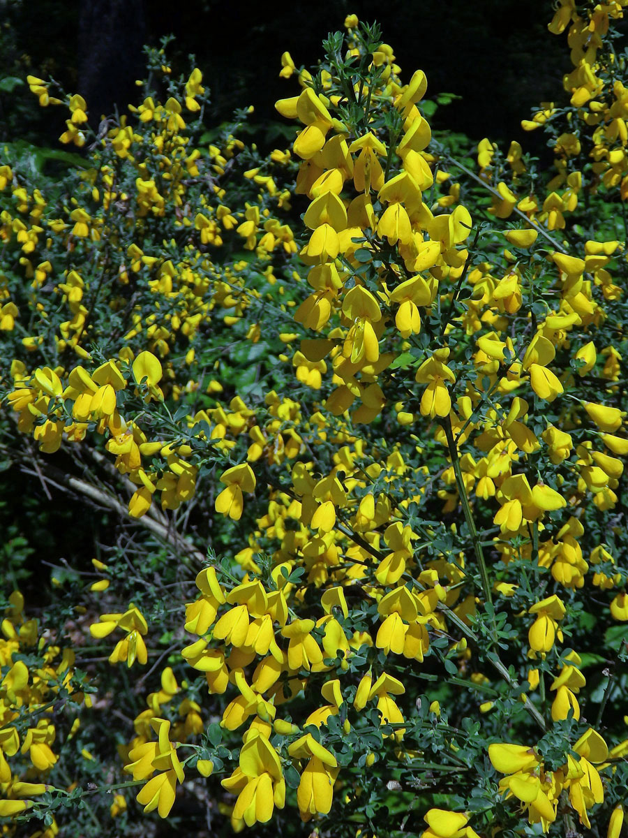 Janovec metlatý (Cytisus scoparius (L.) Link)