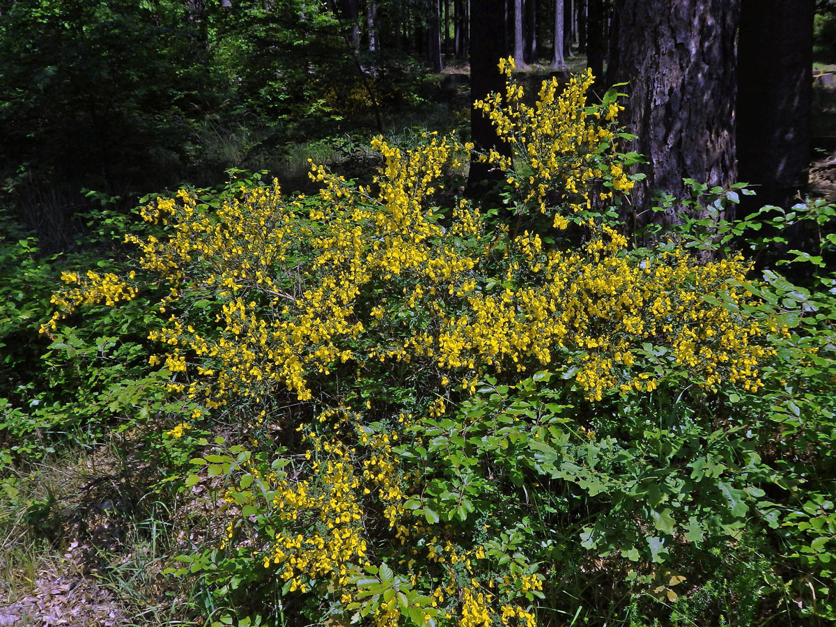 Janovec metlatý (Cytisus scoparius (L.) Link)