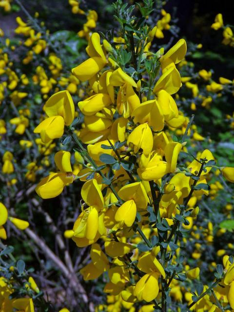 Janovec metlatý (Cytisus scoparius (L.) Link)