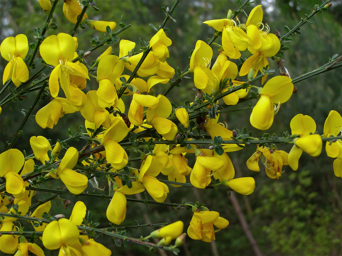 Janovec metlatý (Cytisus scoparius (L.) Link)