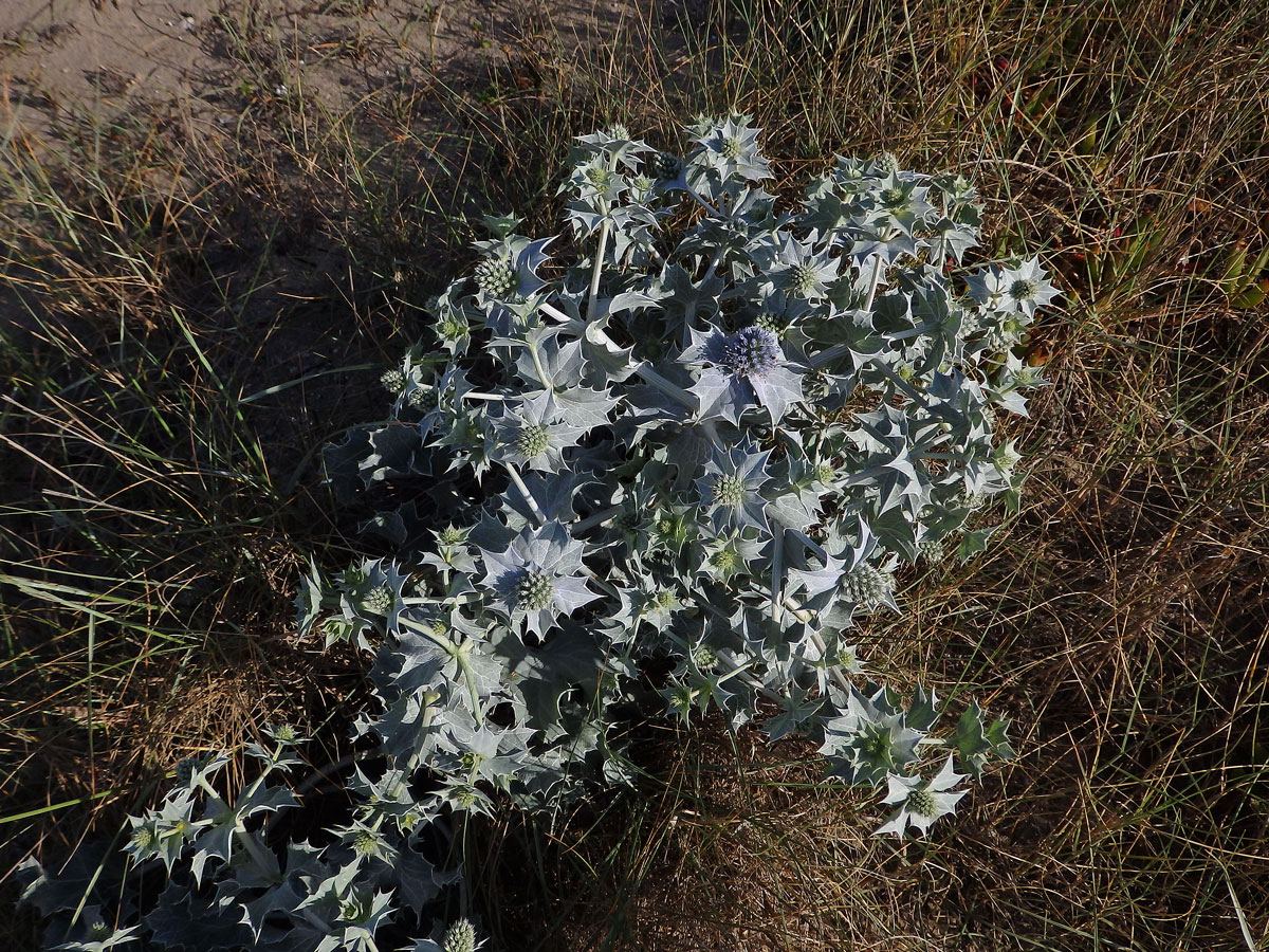 Máčka přímořská (Eryngium maritimum L.)