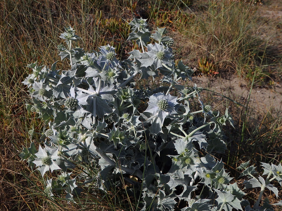 Máčka přímořská (Eryngium maritimum L.)