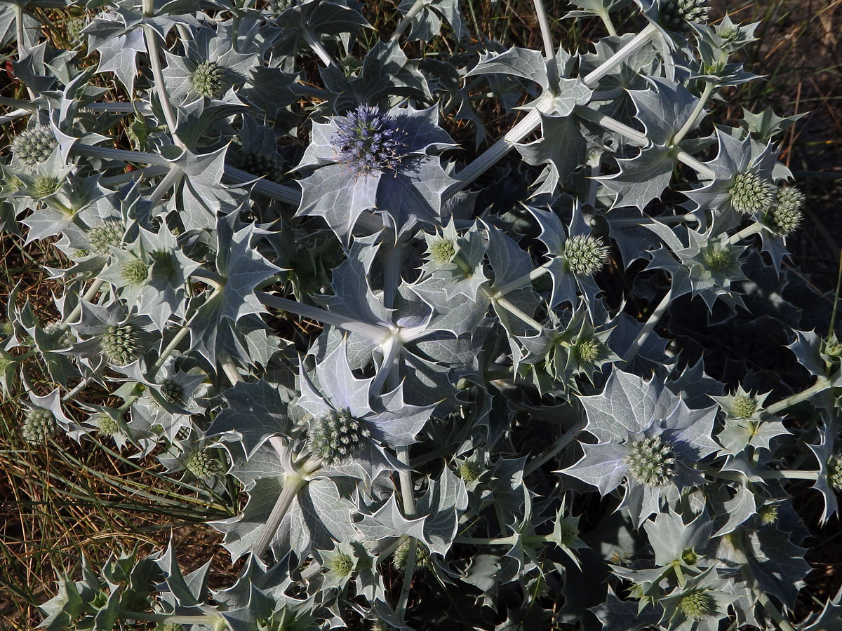 Máčka přímořská (Eryngium maritimum L.)