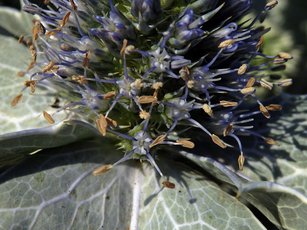 Máčka přímořská (Eryngium maritimum L.)