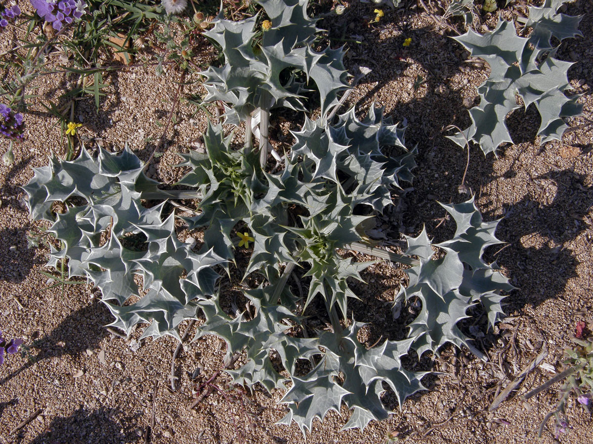 Máčka přímořská (Eryngium maritimum L.)