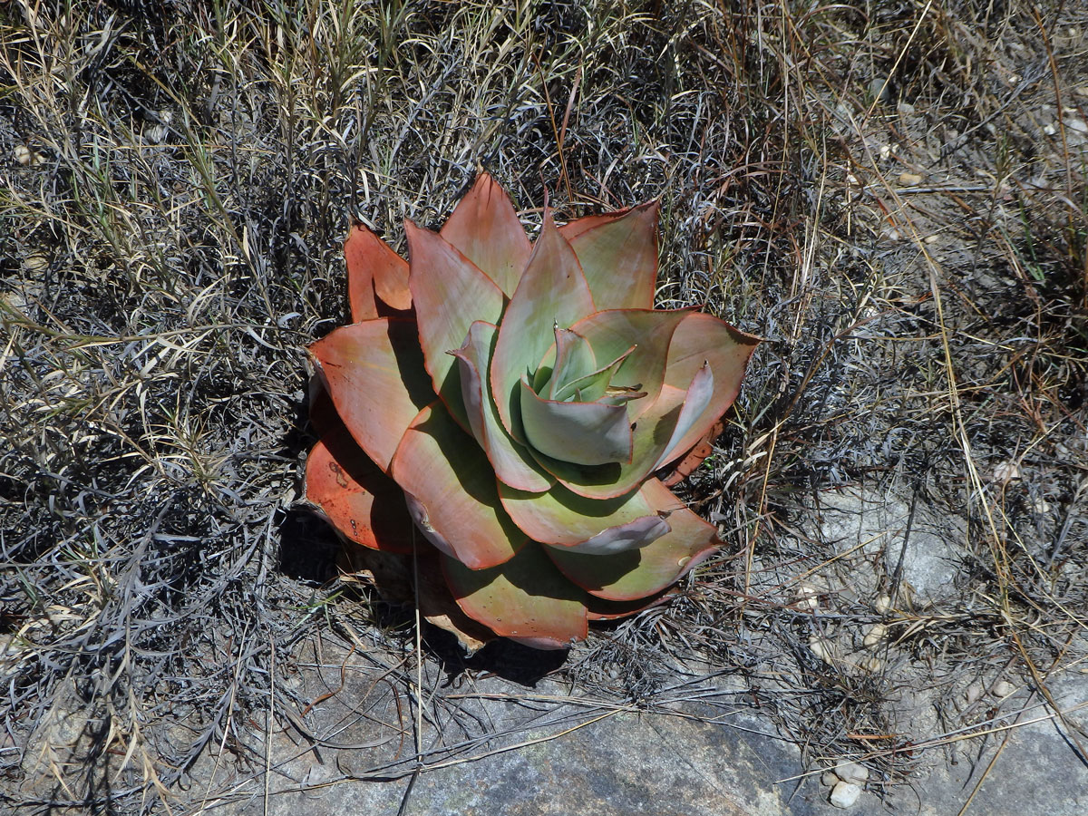 Aloe (Aloe imalotensis Reynolds)