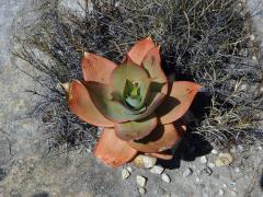 Aloe (Aloe imalotensis Reynolds)
