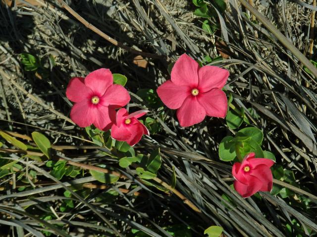 Catharanthus ovalis Markgr.