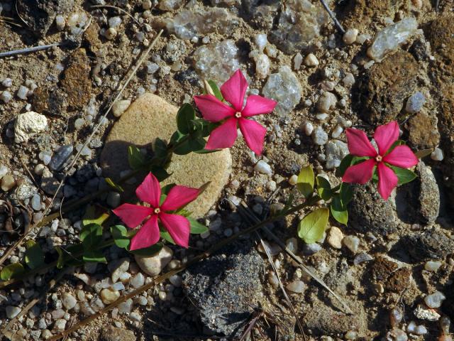 Catharanthus ovalis Markgr.