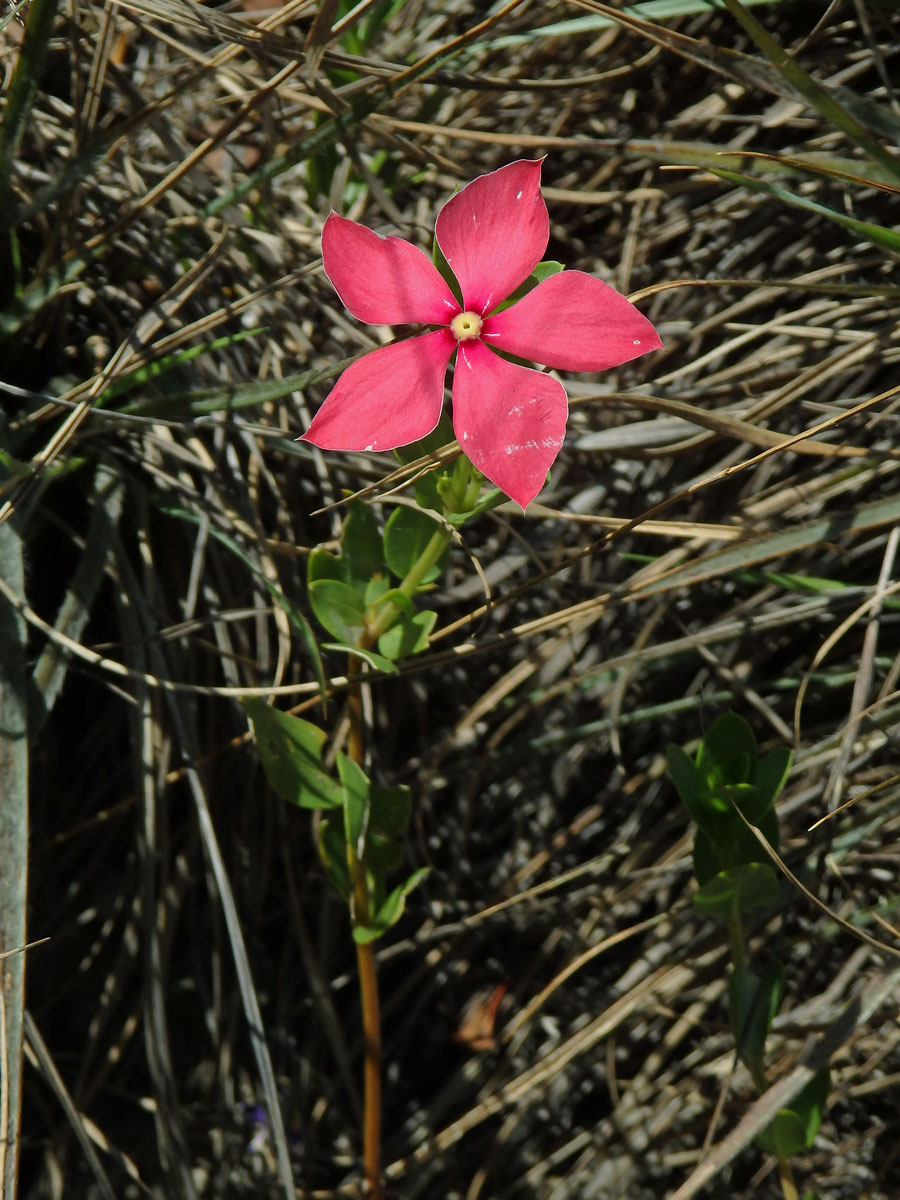 Catharanthus ovalis Markgr.