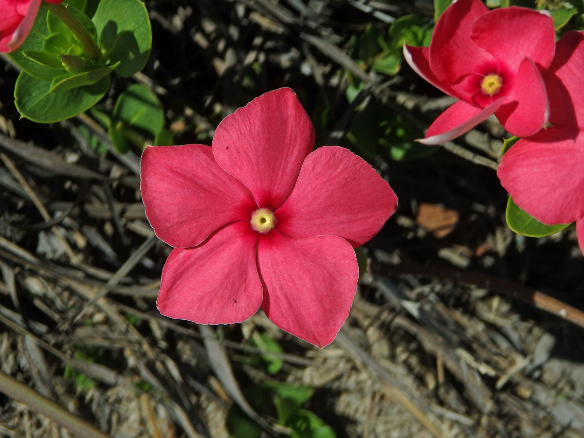 Catharanthus ovalis Markgr.