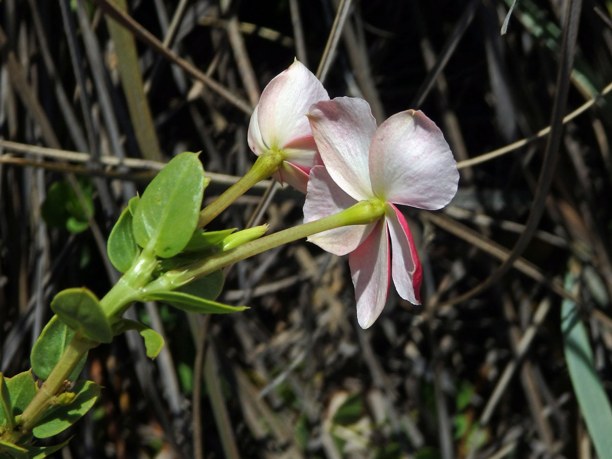 Catharanthus ovalis Markgr.