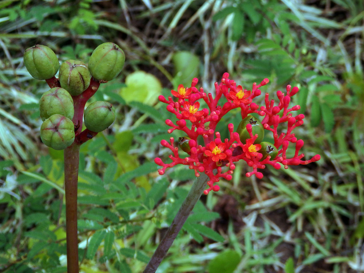 Dávivec odulý (Jatropha podagrica Hook.)