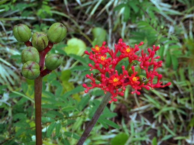 Dávivec odulý (Jatropha podagrica Hook.)