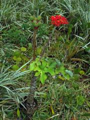 Dávivec odulý (Jatropha podagrica Hook.)