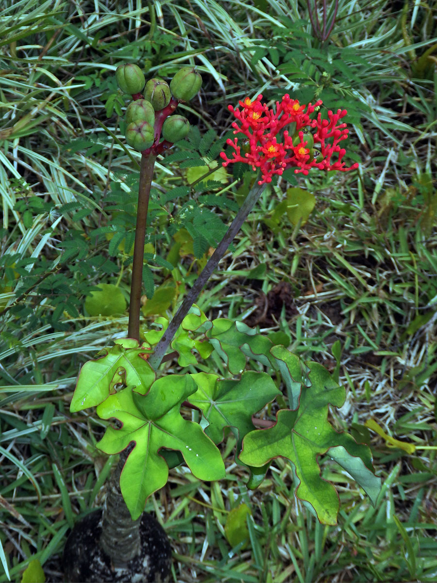 Dávivec odulý (Jatropha podagrica Hook.)