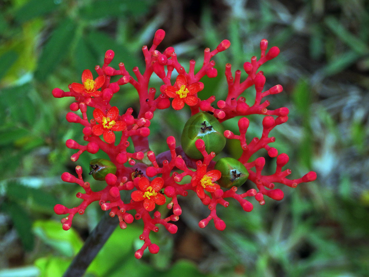 Dávivec odulý (Jatropha podagrica Hook.)