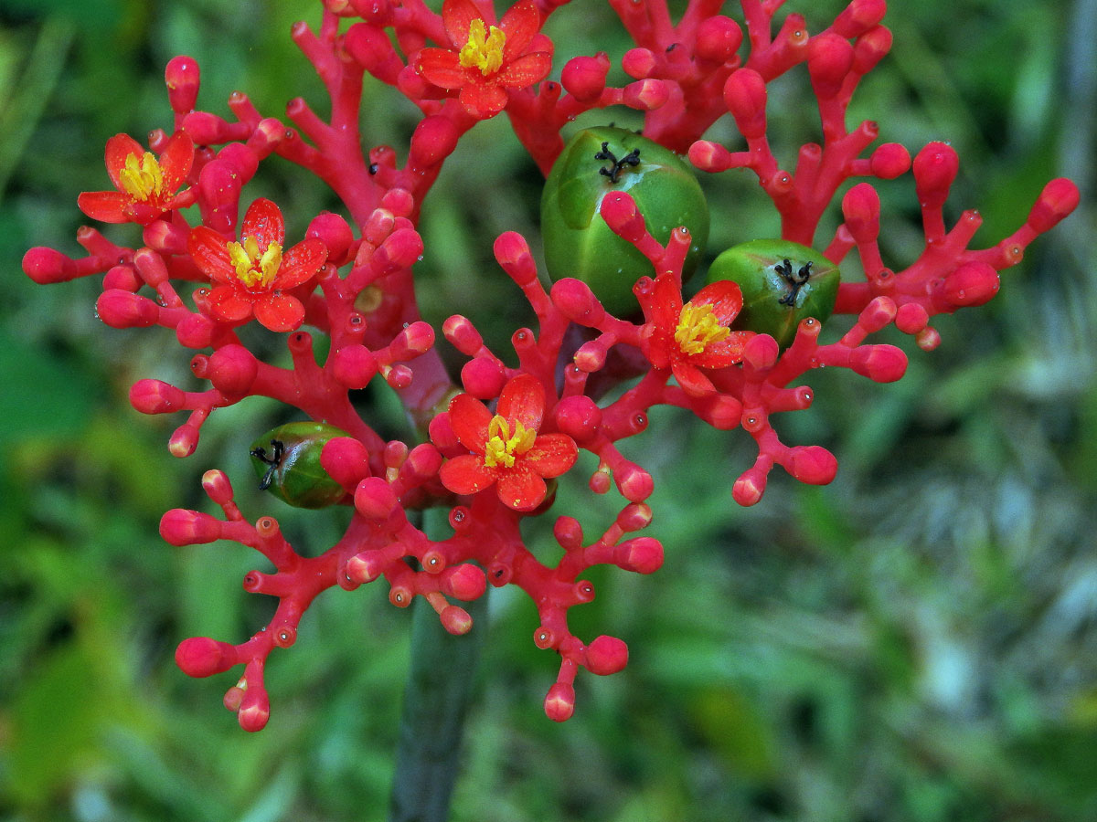 Dávivec odulý (Jatropha podagrica Hook.)