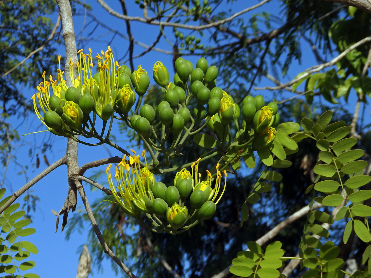 Delonix floribunda (Baill.) Capuron