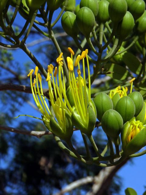 Delonix floribunda (Baill.) Capuron