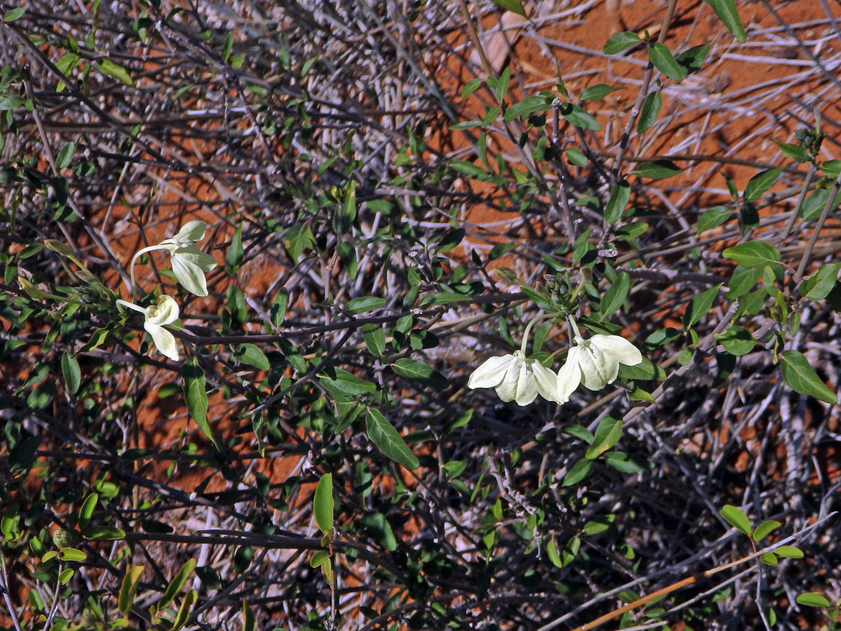 Ecbolium madagascariense Vollesen