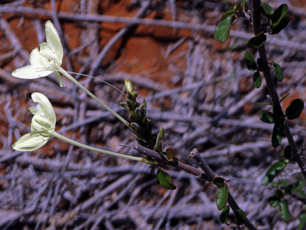 Ecbolium madagascariense Vollesen