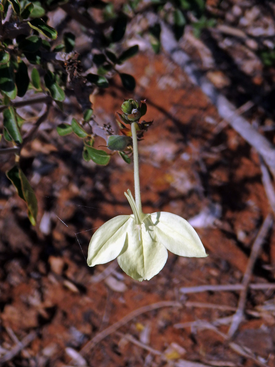 Ecbolium madagascariense Vollesen