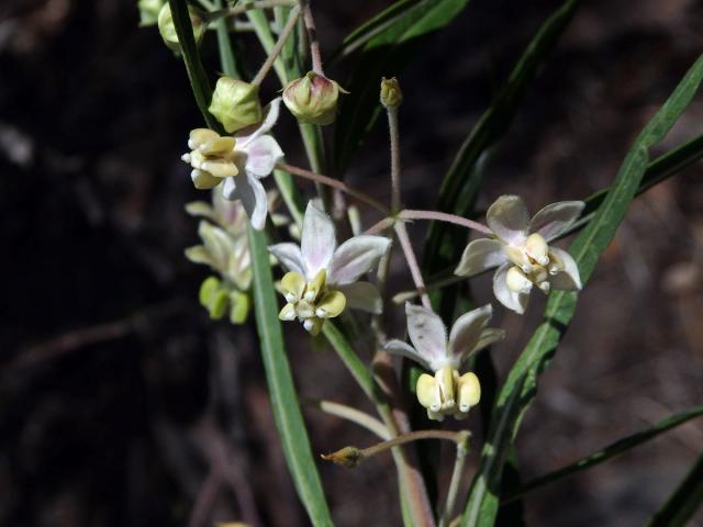 Gomphocarpus fruticosus (L.) W. T. Aiton