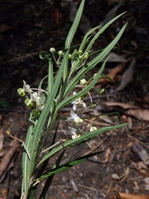 Gomphocarpus fruticosus (L.) W. T. Aiton