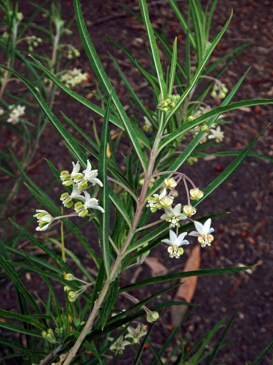 Gomphocarpus fruticosus (L.) W. T. Aiton