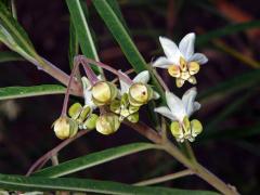 Gomphocarpus fruticosus (L.) W. T. Aiton