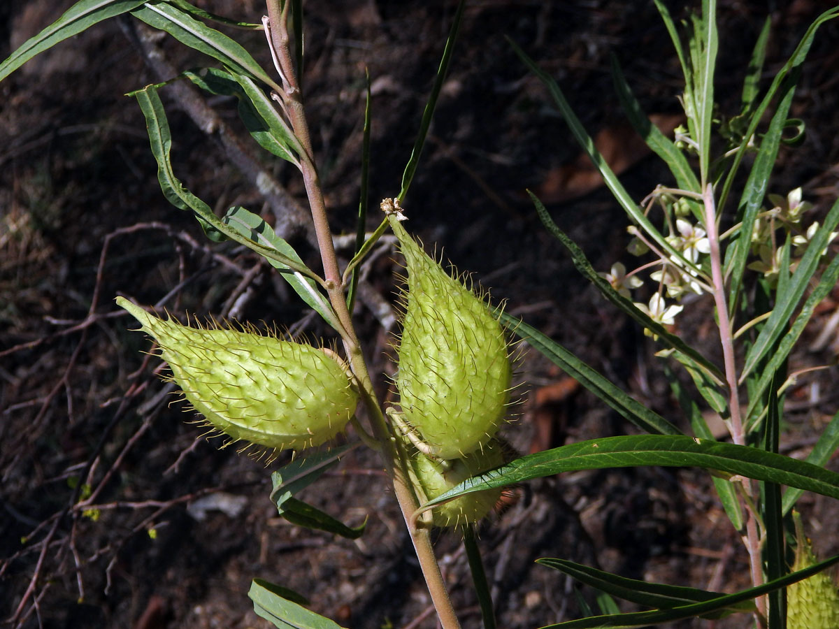 Gomphocarpus fruticosus (L.) W. T. Aiton