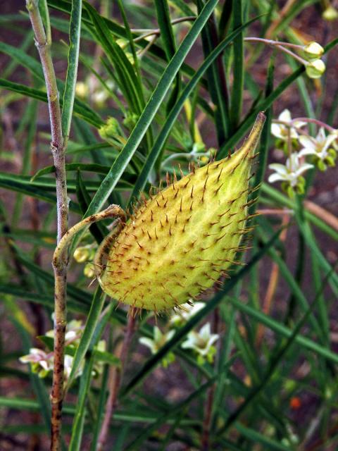 Gomphocarpus fruticosus (L.) W. T. Aiton