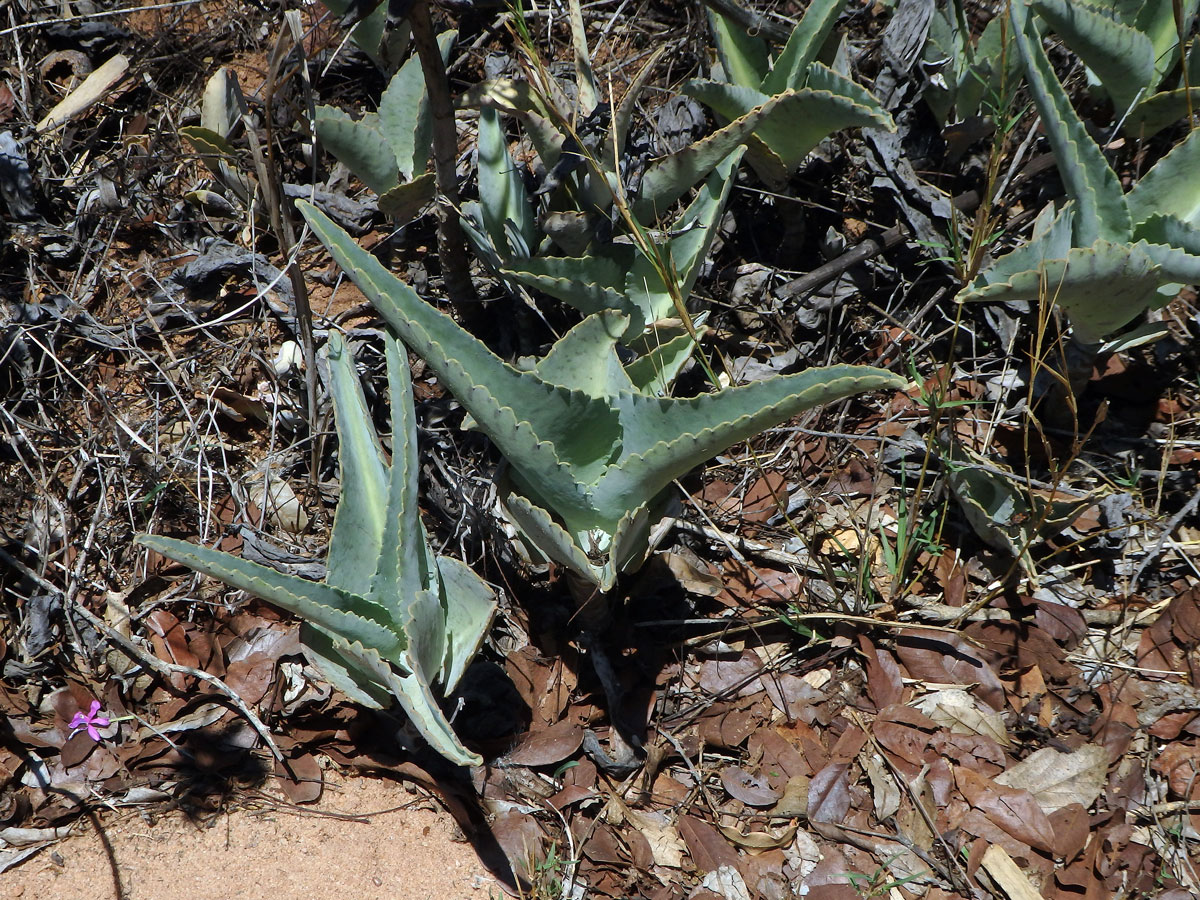 Kolopejka (Kalanchoe beharensis Drake)