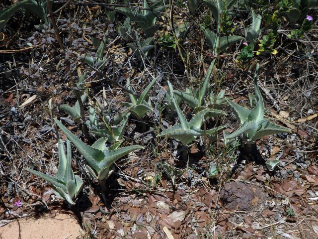 Kolopejka (Kalanchoe beharensis Drake)