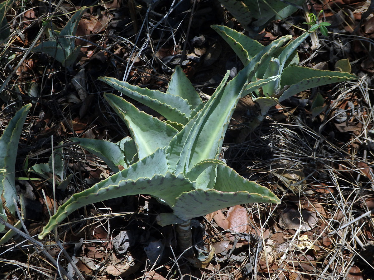 Kolopejka (Kalanchoe beharensis Drake)