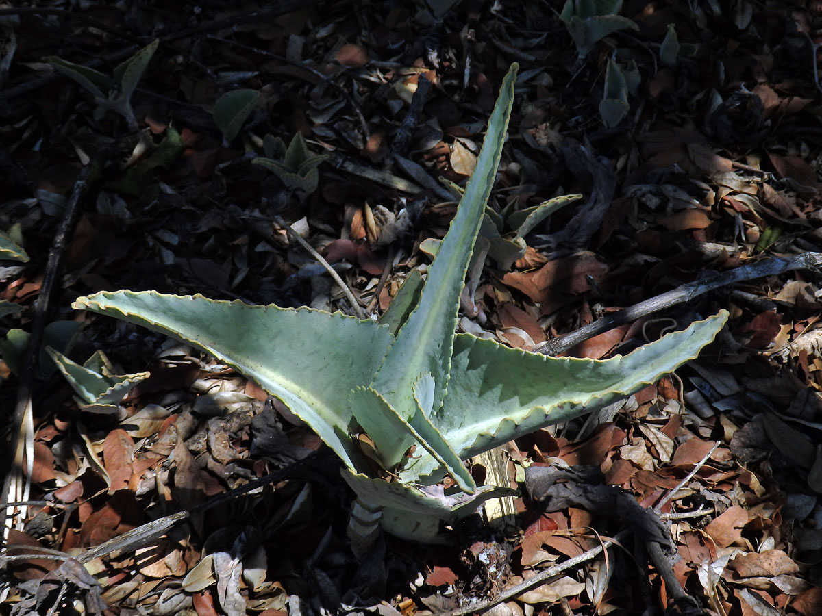 Kolopejka (Kalanchoe beharensis Drake)