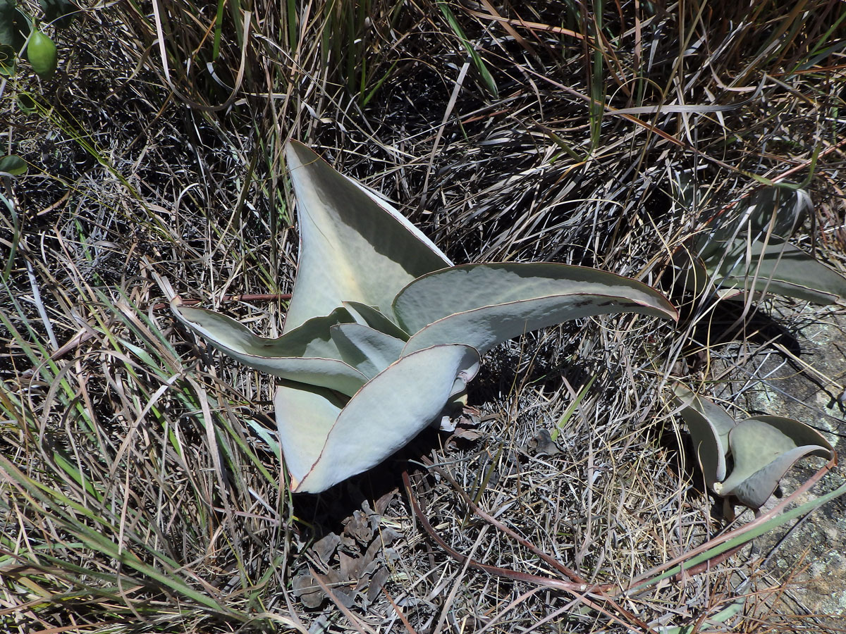 Kolopejka (Kalanchoe synsepala Baker)