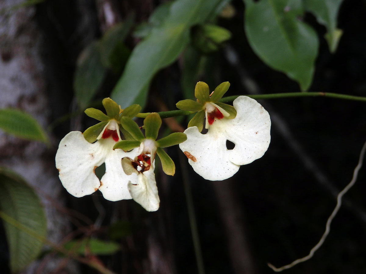 Oeonia rosea Ridl.