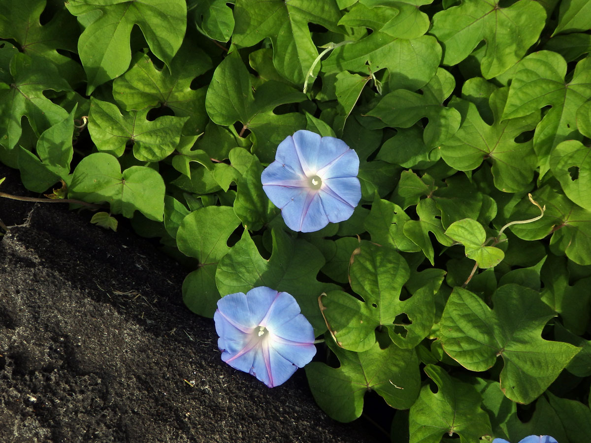 Povijnice (Ipomoea indica (Burm. f.) Merr)