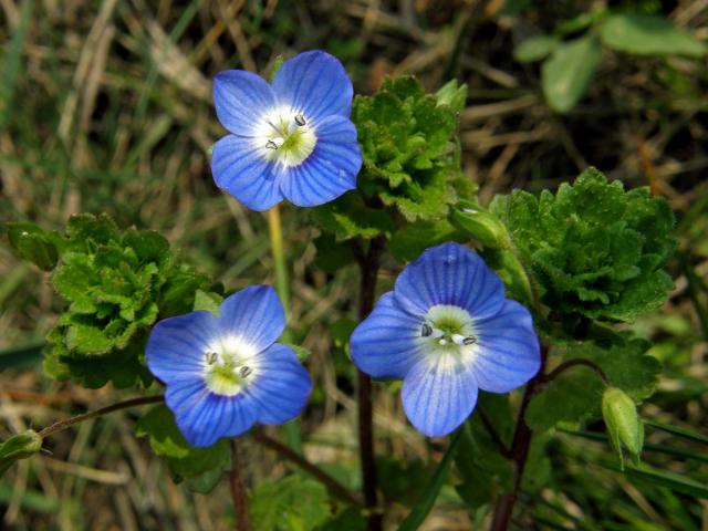 Rozrazil perský (Veronica persica Poiret)