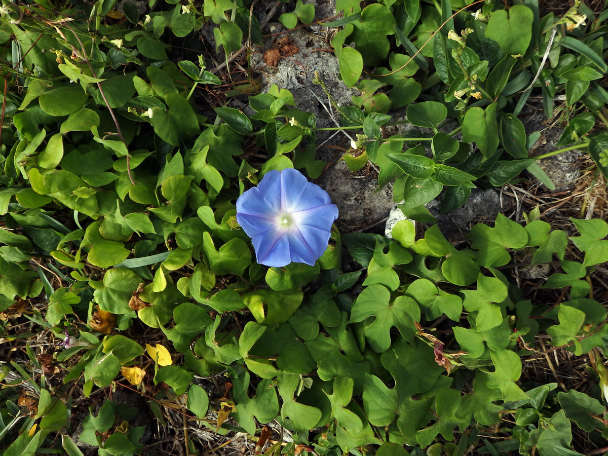 Povijnice (Ipomoea indica (Burm. f.) Merr)