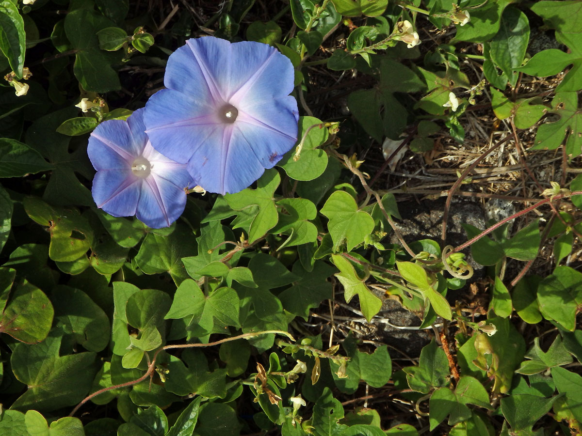 Povijnice (Ipomoea indica (Burm. f.) Merr)