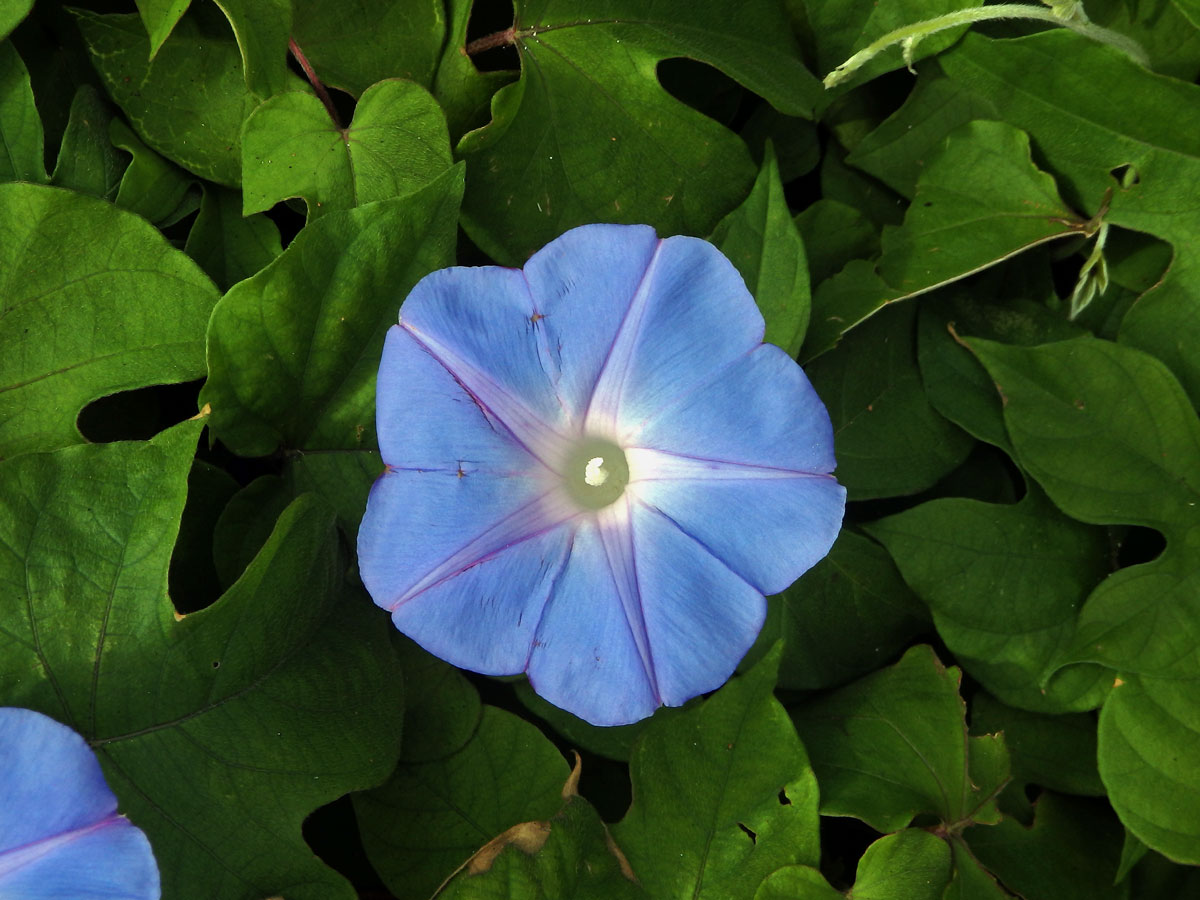 Povijnice (Ipomoea indica (Burm. f.) Merr)